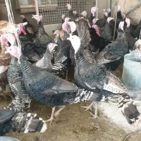 فروش بوقلمون محلی|حیوانات مزرعه|ورامین, خورین|دیوار