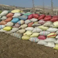 کود فروشی|خدمات باغبانی و درختکاری|پردیس, فاز ۱|دیوار