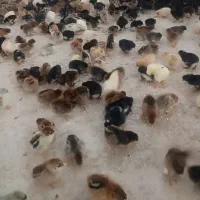 جوجه محلی و جوجه مرندی