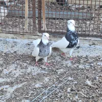 کبوتر طوقی کله ای سینه ای|پرنده|شهرضا, |دیوار