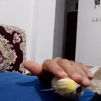 عروس هلندی کاملا دستی