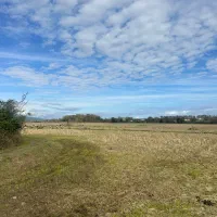 فروش11000مترزمین مناسب کاشت کیوی و برنج|فروش زمین و ملک کلنگی|لیسار, |دیوار