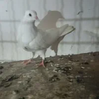 طوقی هفرنگ|پرنده|گرگان, |دیوار