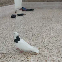 کبوتر طوقی|پرنده|اندیمشک, |دیوار