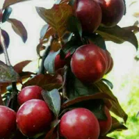 تولید و فروش نهال گوجه قرمز امریکایی|خدمات باغبانی و درختکاری|آذرشهر, |دیوار