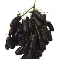 انواع نهال انگور ضمانتی گلدانی