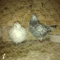 یه جفت کفتر