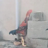 خروس لاری افغان|حیوانات مزرعه|تاتار علیا, |دیوار