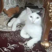 واگذاری رایگان گربه ماده عقیم شده