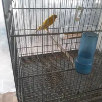 قناری بلند کرست