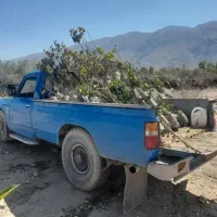 نهال بادام پیوندی، هلو و گوجه باغی پاکتی، ریشه پرس|گل و گیاه طبیعی|شیراز, منطقه هوایی شهید دوران|دیوار