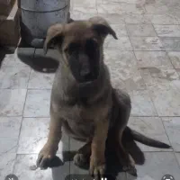 واگذاری توله نر