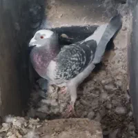 دوتا نر|پرنده|زابل, |دیوار