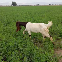 بزوتیشتر‌‌دوقلو‌زاداشتی