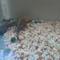 ماهی پرت و لجن خوار|ماهی|شاهرود, |دیوار