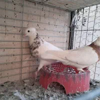 طوقی و پشتار|پرنده|اردکان, |دیوار