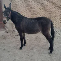 قاطر قودو و باری|حیوانات مزرعه|لاران, |دیوار