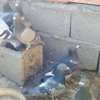 کبوتر پلاکی|پرنده|کرمان, |دیوار