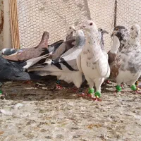 کفترپرشی|پرنده|نیشابور, مبارکه|دیوار