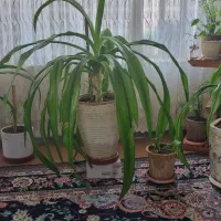 فروش گل ذرتی بزرگ و سرحال