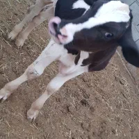 گوساله هلشتاین نر ۳ماهه