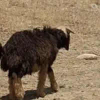 بره
