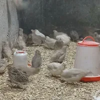 بلدرچین ۵۰روزه گوشتی و تخم گزار|حیوانات مزرعه|لوندویل, |دیوار