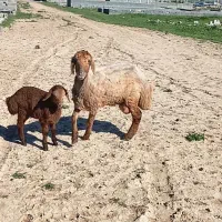 میش بره دار بره نر میش شیره دار