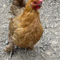 مرغ و خروس|حیوانات مزرعه|مشهد, عامل|دیوار