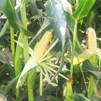 ذرت علوفه تخمیرشده پر دونه