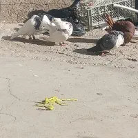 کبوتر