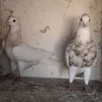 کبوتر طوقی