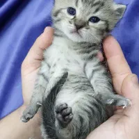 توله گربه اسکاتیش بریتیش|گربه|اهواز, معین زاده|دیوار