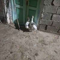 غاز