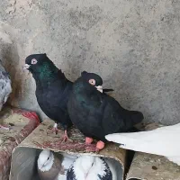 سیاه چشم نک|پرنده|باغ بهادران, |دیوار