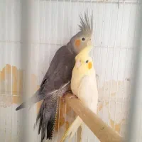 عروس هلندی.معاوضه ای|پرنده|مرودشت, بیست متری بیمارستان|دیوار