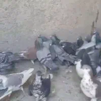 کبوتر پلاکی|پرنده|مشهد, آزادشهر|دیوار