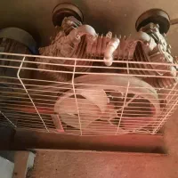 کمپرسور باد بزرگ و کوچیک|ابزارآلات|گرگان, |دیوار