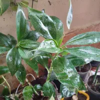 گلهای خونگی مقاوم (باشت)|گل و گیاه طبیعی|دوگنبدان, |دیوار