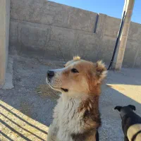 سگ گمشده|حیوانات|اسفراین, |دیوار