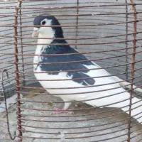 بهبهانی|پرنده|فیروزآباد (فارس), |دیوار