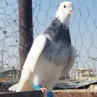 دو عدد طوقی|پرنده|شیراز, عادل آباد|دیوار