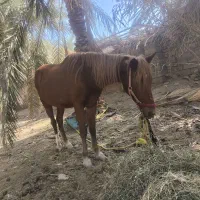 اسب ماده سر حال و شاد|اسب و تجهیزات اسب‌سواری|نرماشیر, |دیوار