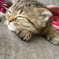 بریتیش اسکاتیش / نر