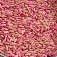 گندم بذر اذر دو