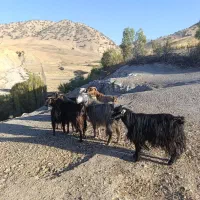 بز و بزغاله یا گوسفند داشتی درجه یک جوان|حیوانات مزرعه|ایلام, |دیوار