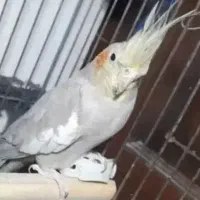 عروس هلندی نر و ماده ب دلیل جا ب جایی