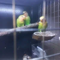 طوطی برزیلی،جوجه برزلی ۳ماهه
