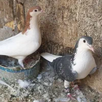 کفتر ساده چادری شهرستانی|پرنده|بومهن, |دیوار