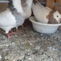 چهار عدد طوقی